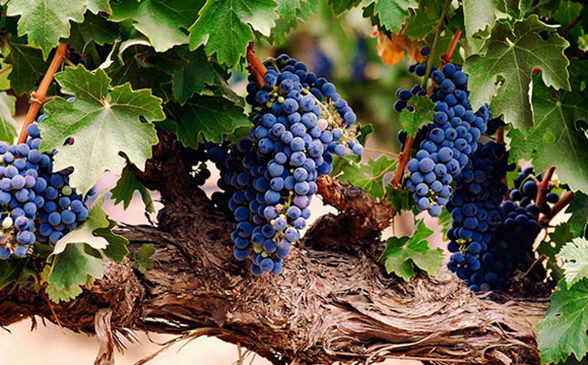 重慶紅酒批發(fā)市場